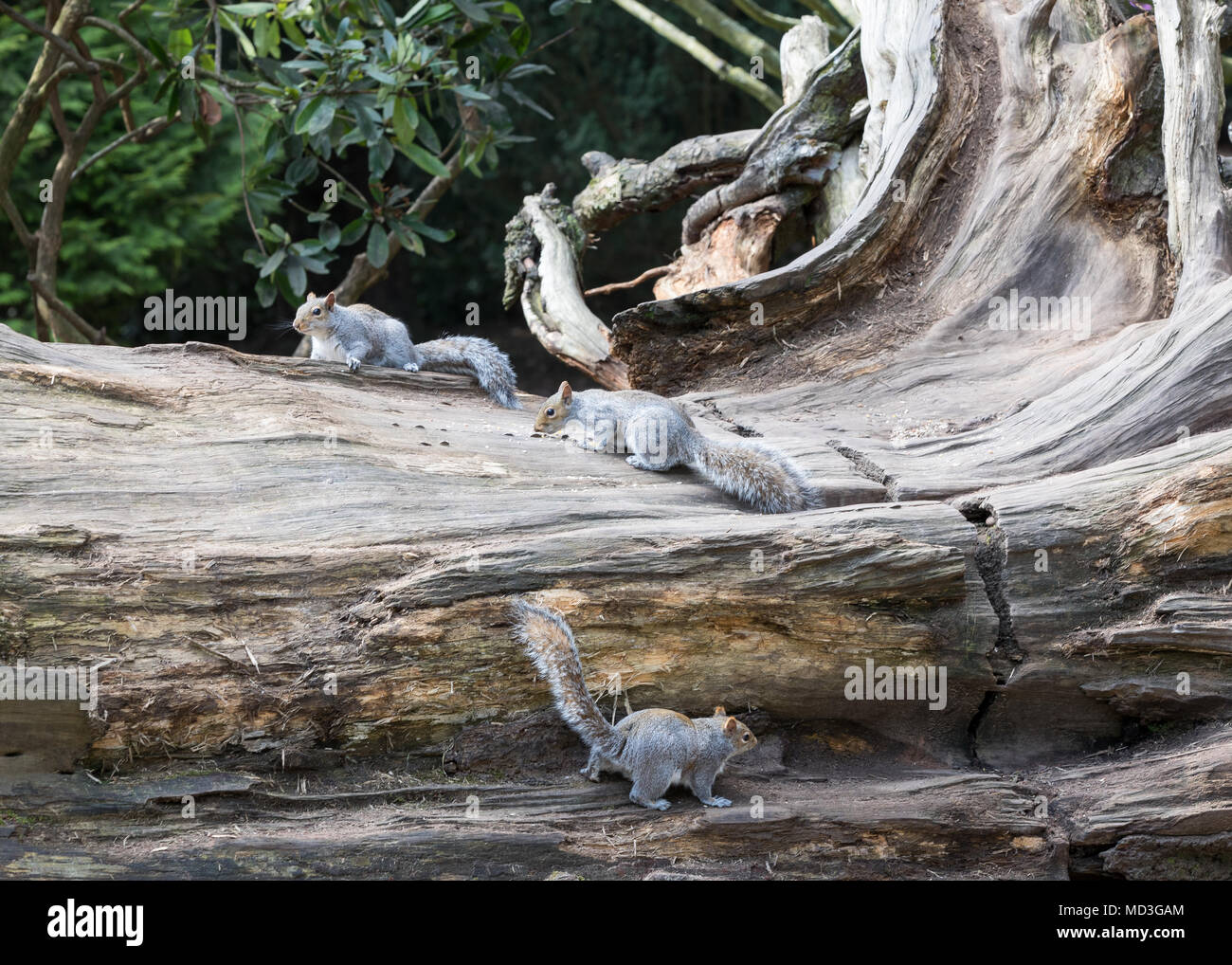 Mehrere baum Eichhörnchen auf einen umgestürzten Baum/Sciuridae an Clumber Park, Worksop, Nottinghamshire, Großbritannien Stockfoto