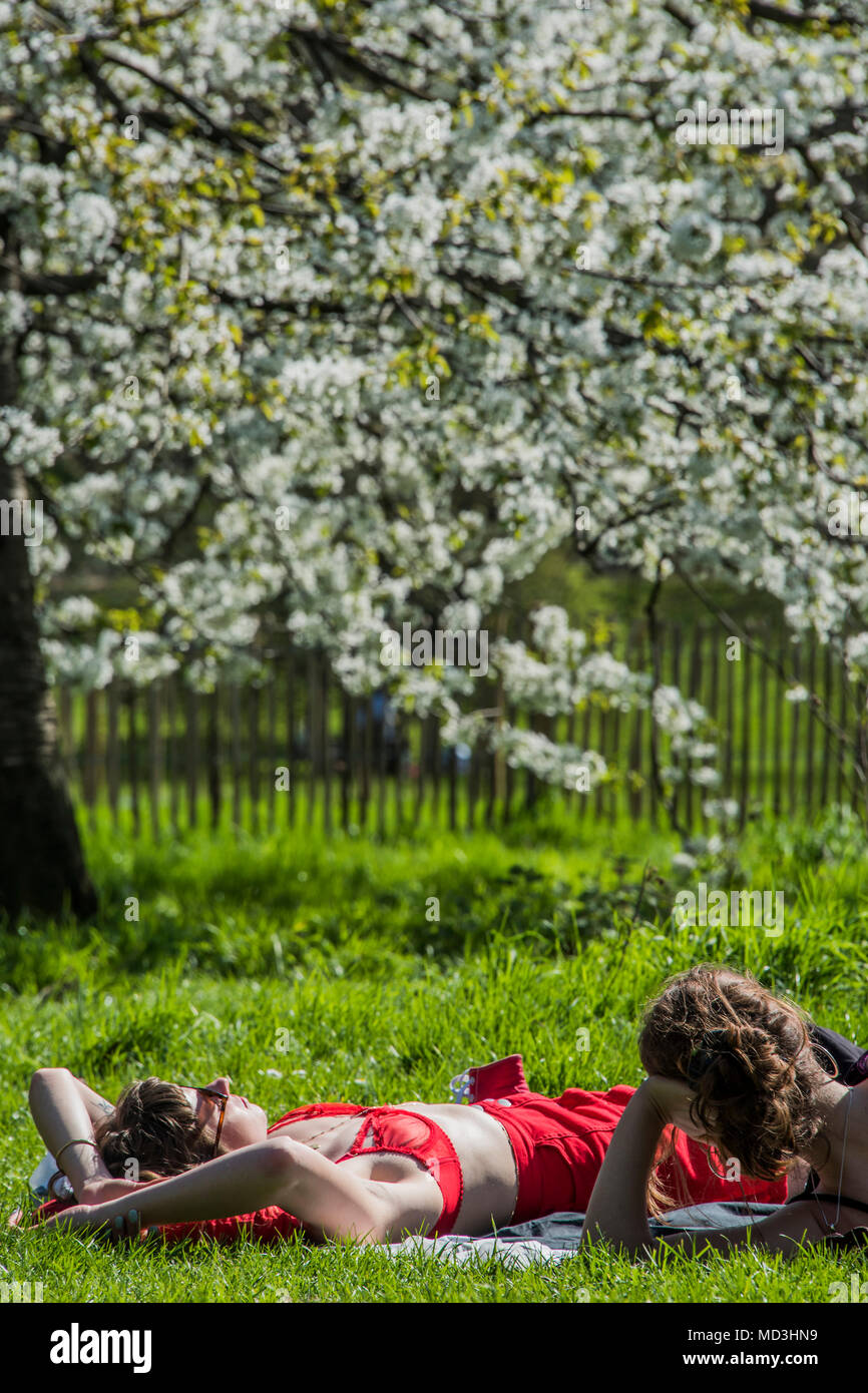 London, Großbritannien. 18. April 2018. Die Kirsche blosom und Sun bieten eine perfekte Ausrede zu streifen, entspannen, plaudern und selfies nehmen - ein sonniger Tag im Green Park bringt Touristen und Mitarbeiter im Büro den ersten wirklich warmen Tag des Jahres zu genießen. Credit: Guy Bell/Alamy leben Nachrichten Stockfoto