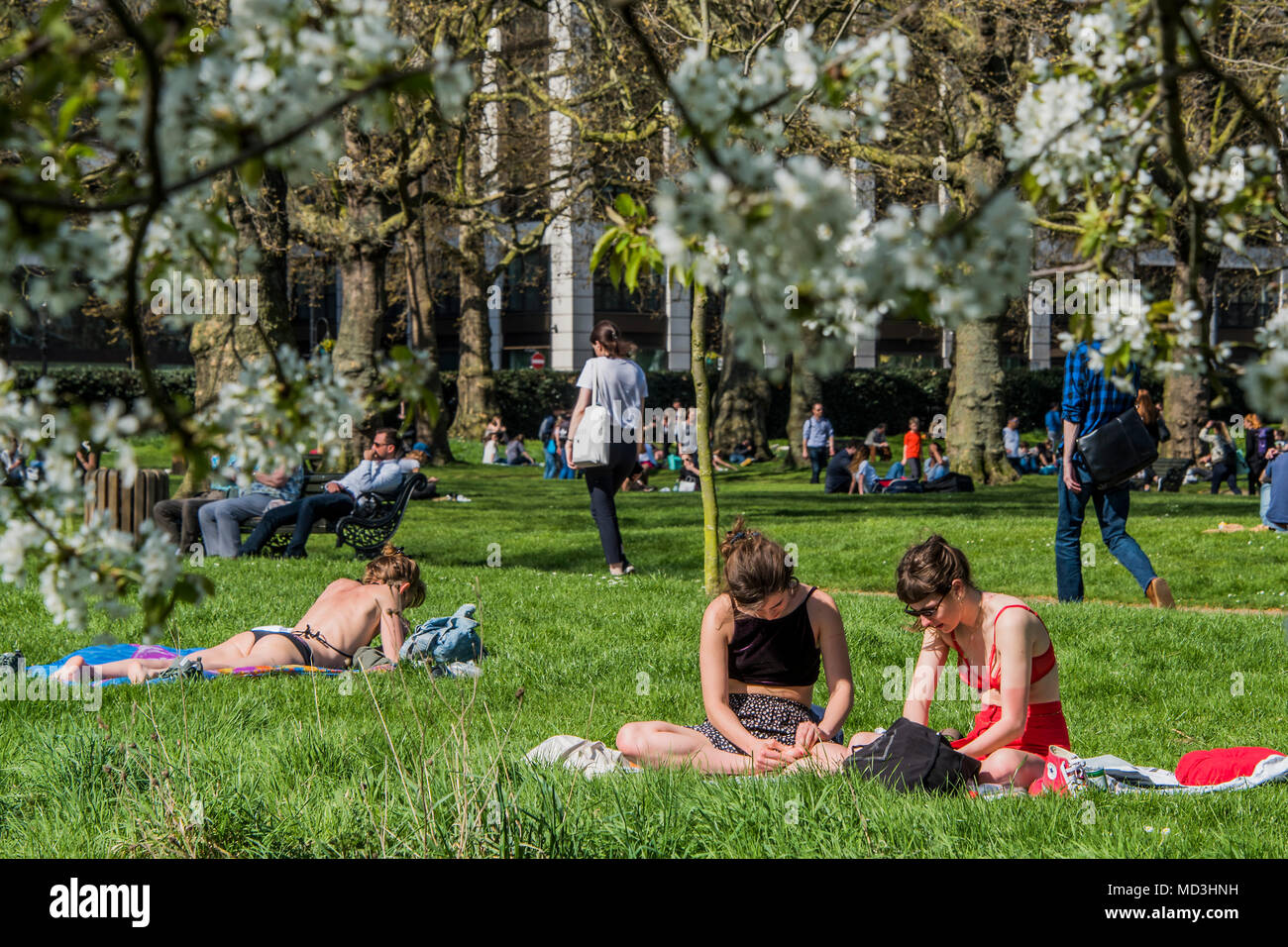 London, Großbritannien. 18. April 2018. Die Kirsche blosom und Sun bieten eine perfekte Ausrede zu streifen, entspannen, plaudern und selfies nehmen - ein sonniger Tag im Green Park bringt Touristen und Mitarbeiter im Büro den ersten wirklich warmen Tag des Jahres zu genießen. Credit: Guy Bell/Alamy leben Nachrichten Stockfoto