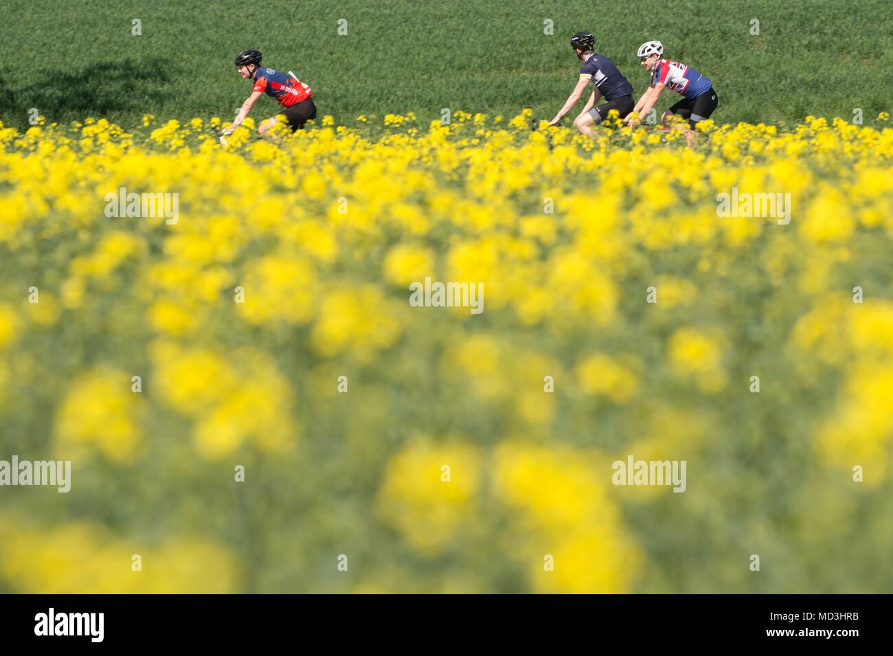 18. April 2018, Klipphausen, Deutschland: Radfahrer reiten sein Fahrrad in einem blühenden Vergewaltigungen Feld. Foto: Sebastian Kahnert/dpa-Zentralbild/dpa Stockfoto