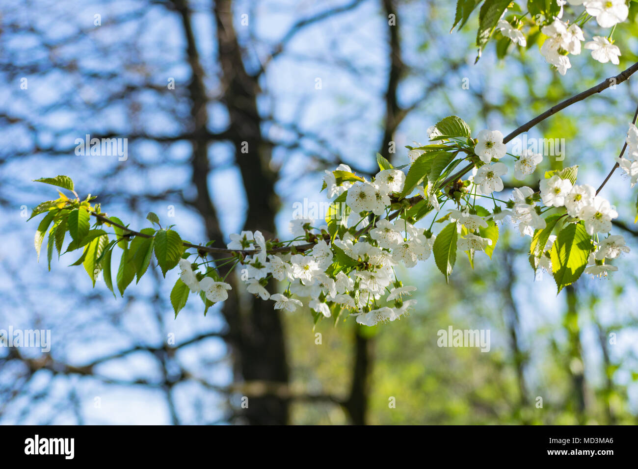 Głębowice, Polen. April 18, 2018. Kirsche (Prunus avium L.). Frühling sonniges Wetter. Die Kirschbäume in voller Pracht erblühen. Credit: W124 Merc/Alamy leben Nachrichten Stockfoto
