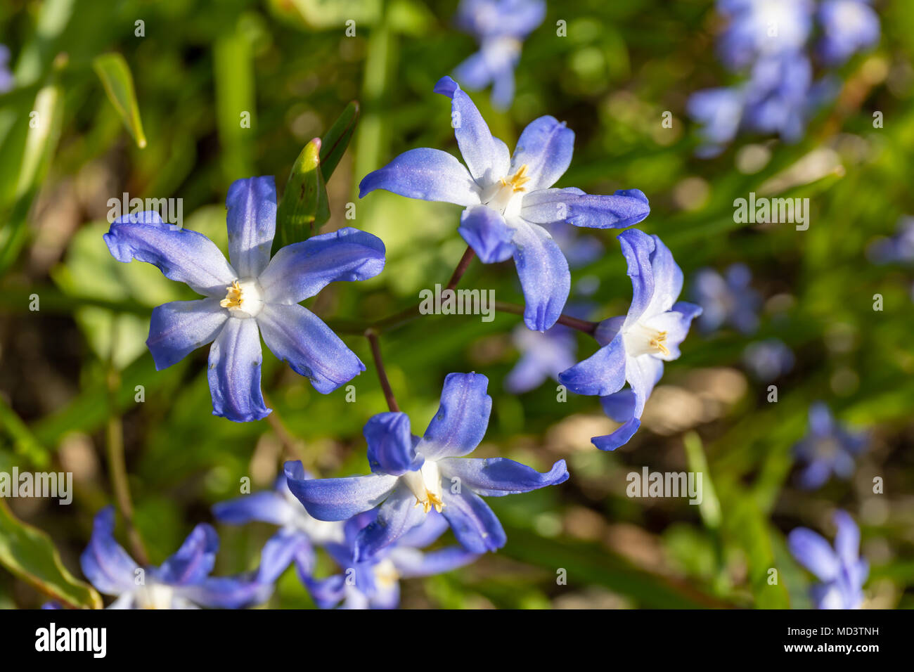 Chionodoxa (Herrlichkeit - von - die - Schnee) im April Stockfoto