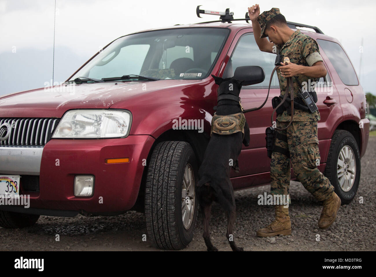 Ein Militär Hundeführer mit der Provost Marshal Office sucht einen vermuteten Fahrzeug für Explosivstoffe während einer Base Verteidigung, Marine Corps Base Hawaii, März 14, 2018. Die Übung erlaubt die Basis ihre Bereitschaft durch die Feinabstimmung ihrer Verwaltungs- und taktische Reaktion auf eine Base Defense Szenario zu erzeugen. (U.S. Marine Corps Foto von Sgt. Jesus Sepulveda Torres) Stockfoto