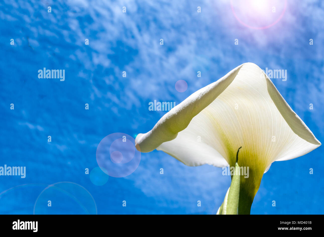 Weiße calla Lilien von unten bei bewölktem Frühlingshimmel mit Lens Flare gesehen Stockfoto