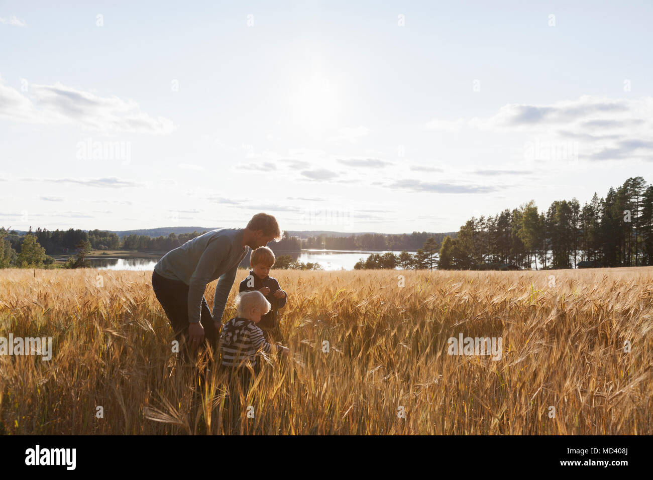 Vater und Söhne im Weizenfeld, Lohja, Finnland Stockfoto