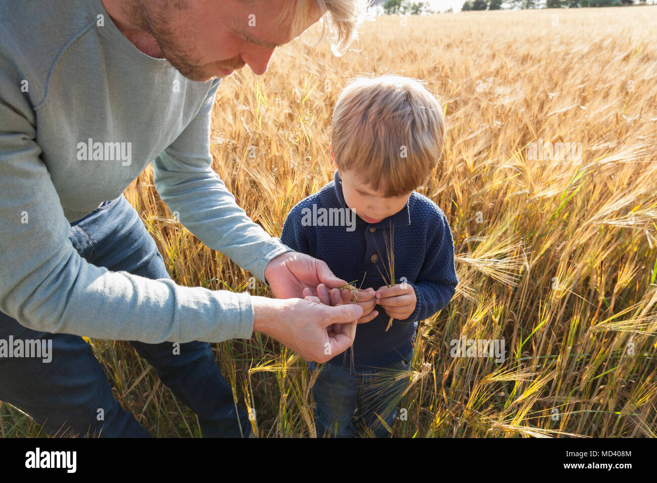 Vater und Sohn im Weizenfeld Weizen untersuchen, Lohja, Finnland Stockfoto