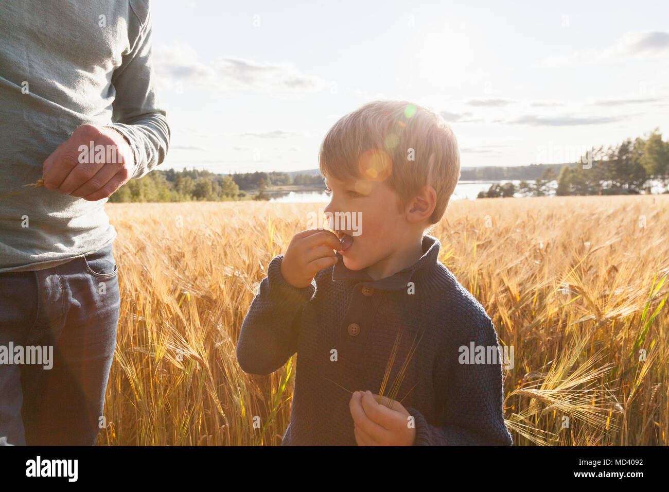 Vater und Sohn im Weizenfeld Verkostung Weizen, Lohja, Finnland Stockfoto