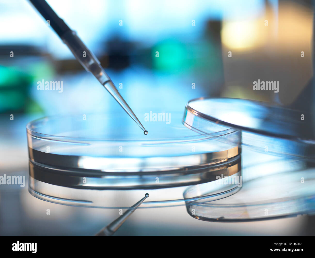 Pipettieren Wissenschaftler Probe in Petrischale im Labor Stockfoto