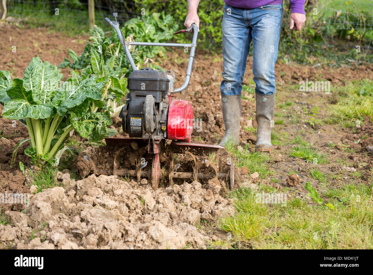 Senior Landwirt Gärtner im Garten arbeitet mit rototiller, Deichsel