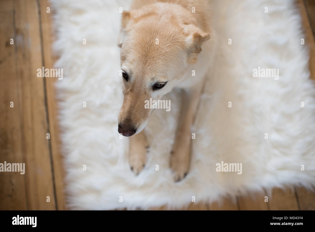 Hund liegend auf flauschigen Teppich, Erhöhte Ansicht Stockfoto