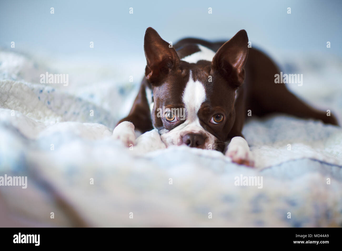 Portrait von Boston Terrier liegend auf Bett Stockfoto