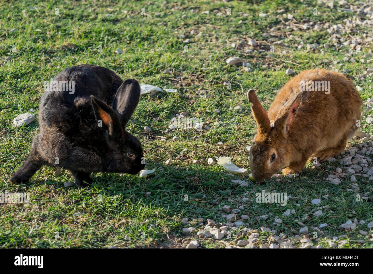 Zwei Kaninchen fressen Gras auf dem grünen Rasen. Stockfoto