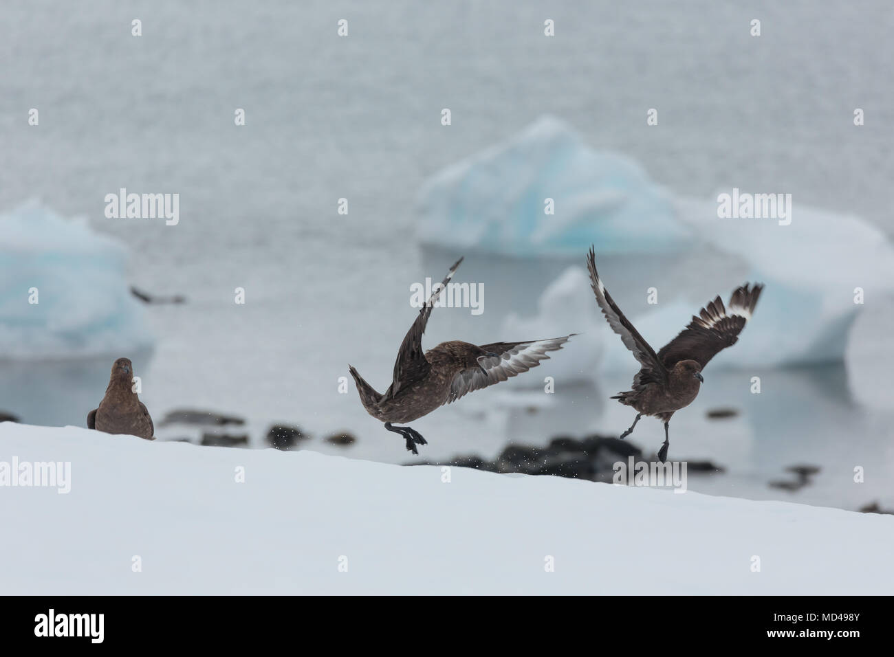 Zwei raubmöwen Kampf um Territorium in der Nähe von einem Pinguin Kolonie auf der Antarktischen Halbinsel Stockfoto