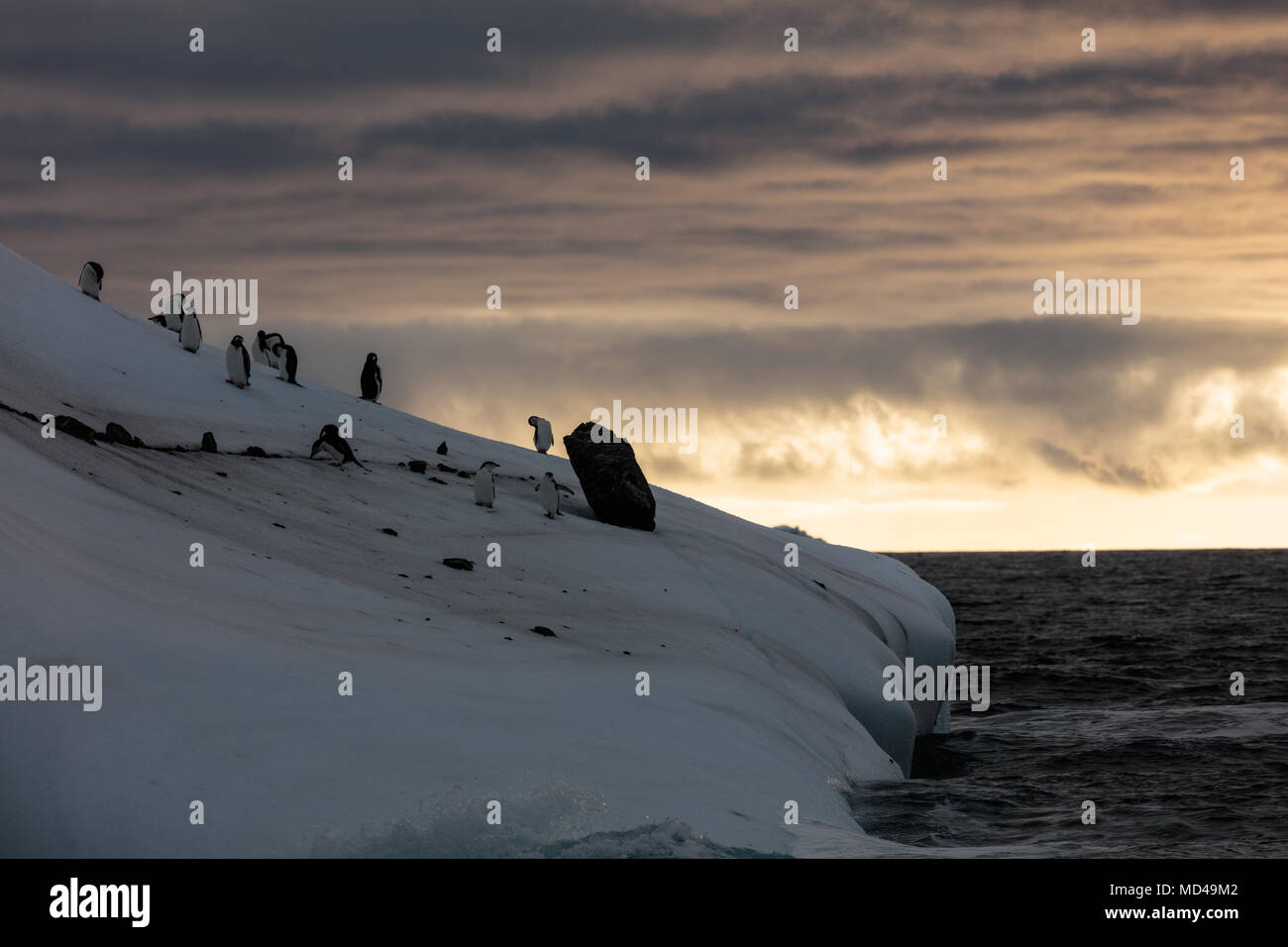 Pinguine barsch auf der Seite der Eisberg mit einem großen Felsen aus embedded das Ufer von Deception Island, Antarktis Stockfoto