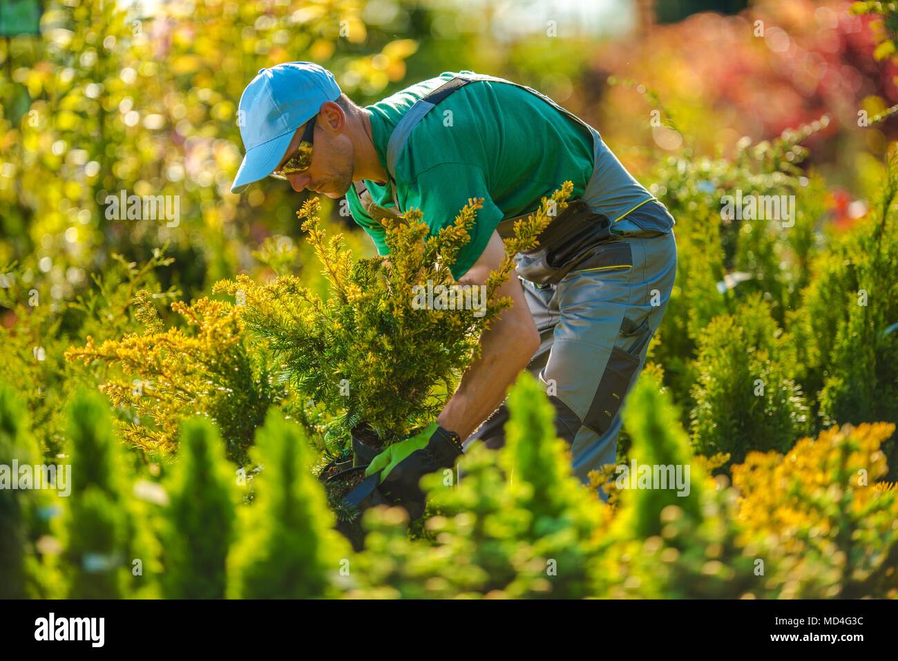 Kaukasische Gärtner auf der Suche nach einem neuen Pflanzen für den Garten. Landschaftsbau Thema. Stockfoto