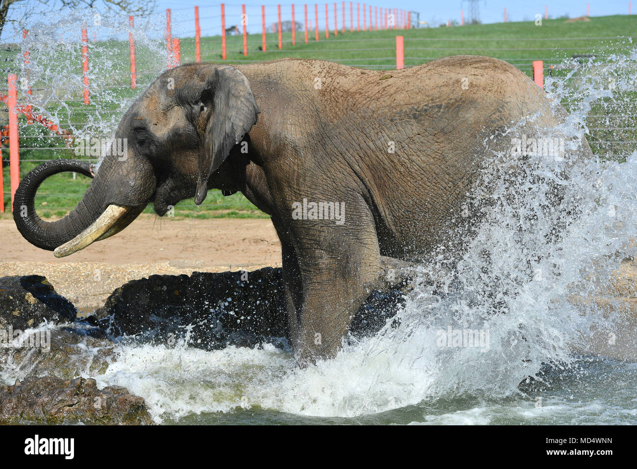 Shaka, den 26 Jahre alten afrikanischen Bull Elephant, spielt im Wasser an Noah&Otilde; s Arche Zoo Farm, Somerset, und ist die neueste Ergänzung nur Afrikanischen Elefanten Bachelor- Gruppe in Großbritannien als Teil der Europäischen Arten-, wo sie zum ersten Mal in Europa drei männliche Elefanten zusammen in einem Unverlierbaren Umwelt untergebracht wurden. Stockfoto