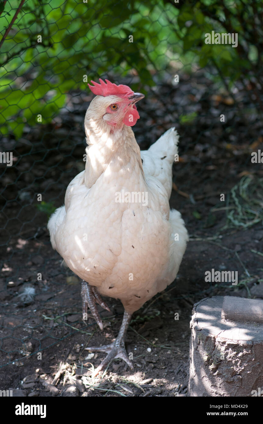 Columbine Huhn. Creme/buff Farbige hybrid Henne. Lebendige und leicht nervös. Gute Schicht. Stockfoto