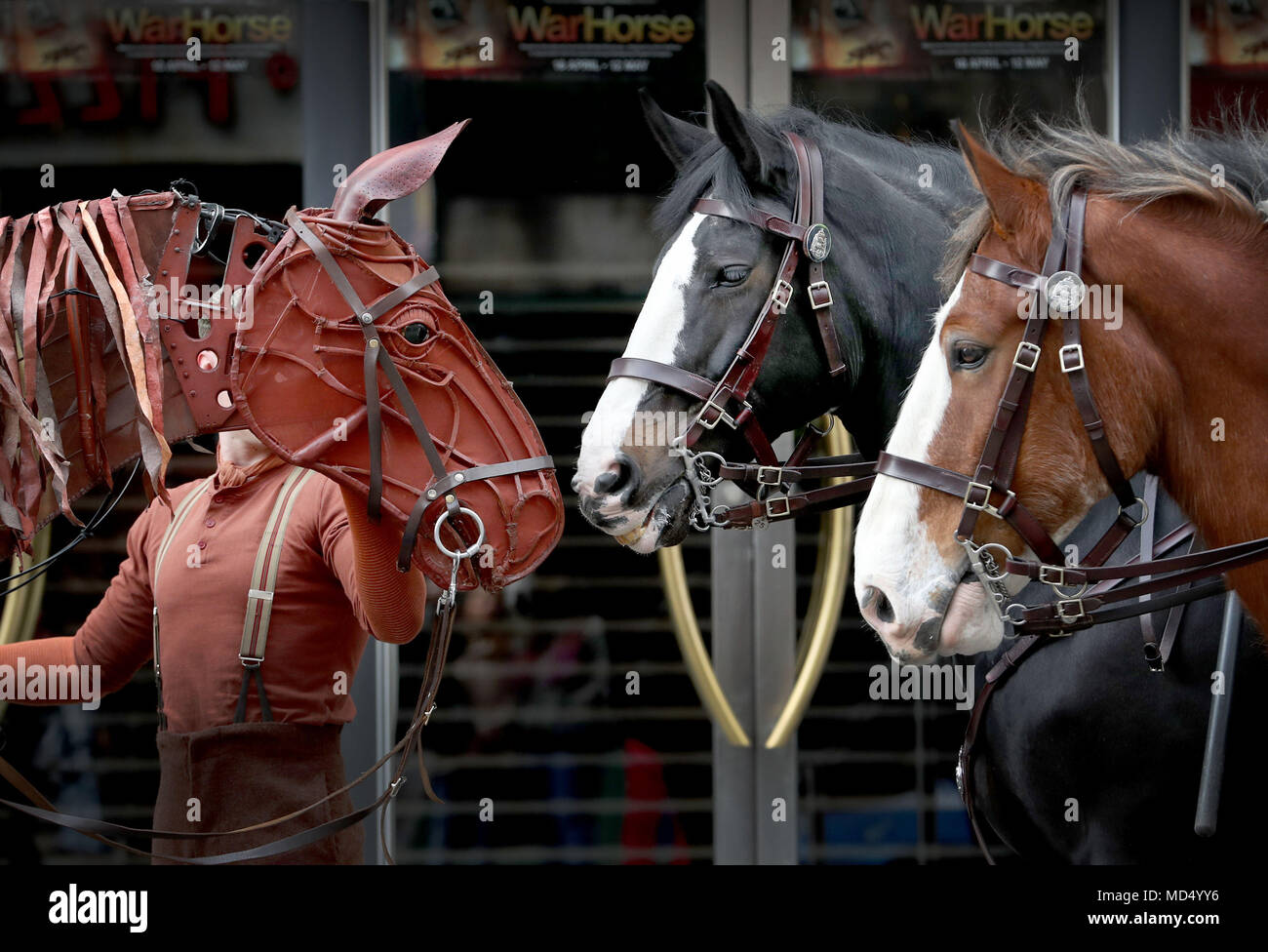 Joey Die Lebensgrosse Horse Marionette In Krieg Pferd Verwendet Werden Erfullt Die Echten Pferde Und Reiter Von Der Polizei Schottland Montiert Am Festival Theatre In Edinburgh Stockfotografie Alamy