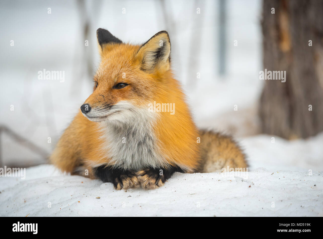 Red Fox - Vulpes vulpes, gesunde Muster in seinem Lebensraum im Wald, entspannt sitzt und scheint für die Kamera zu posieren. Stockfoto