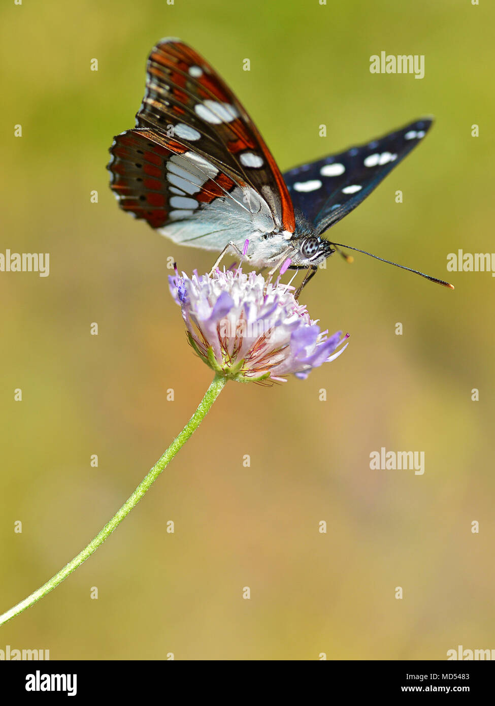 Südlichen White Admiral Schmetterling (Limenitis Reducta) Fütterung auf Knautia Blume Stockfoto