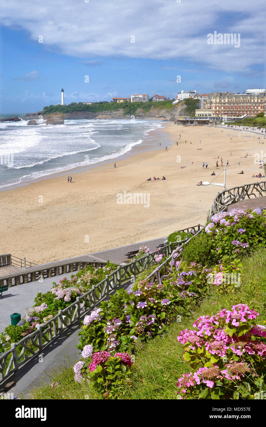Strand und hortensienblüten in der Biskaya in Biarritz, einer Stadt an der Atlantikküste im Departement Pyrénées-Atlantiques im französischen Baskenland Stockfoto