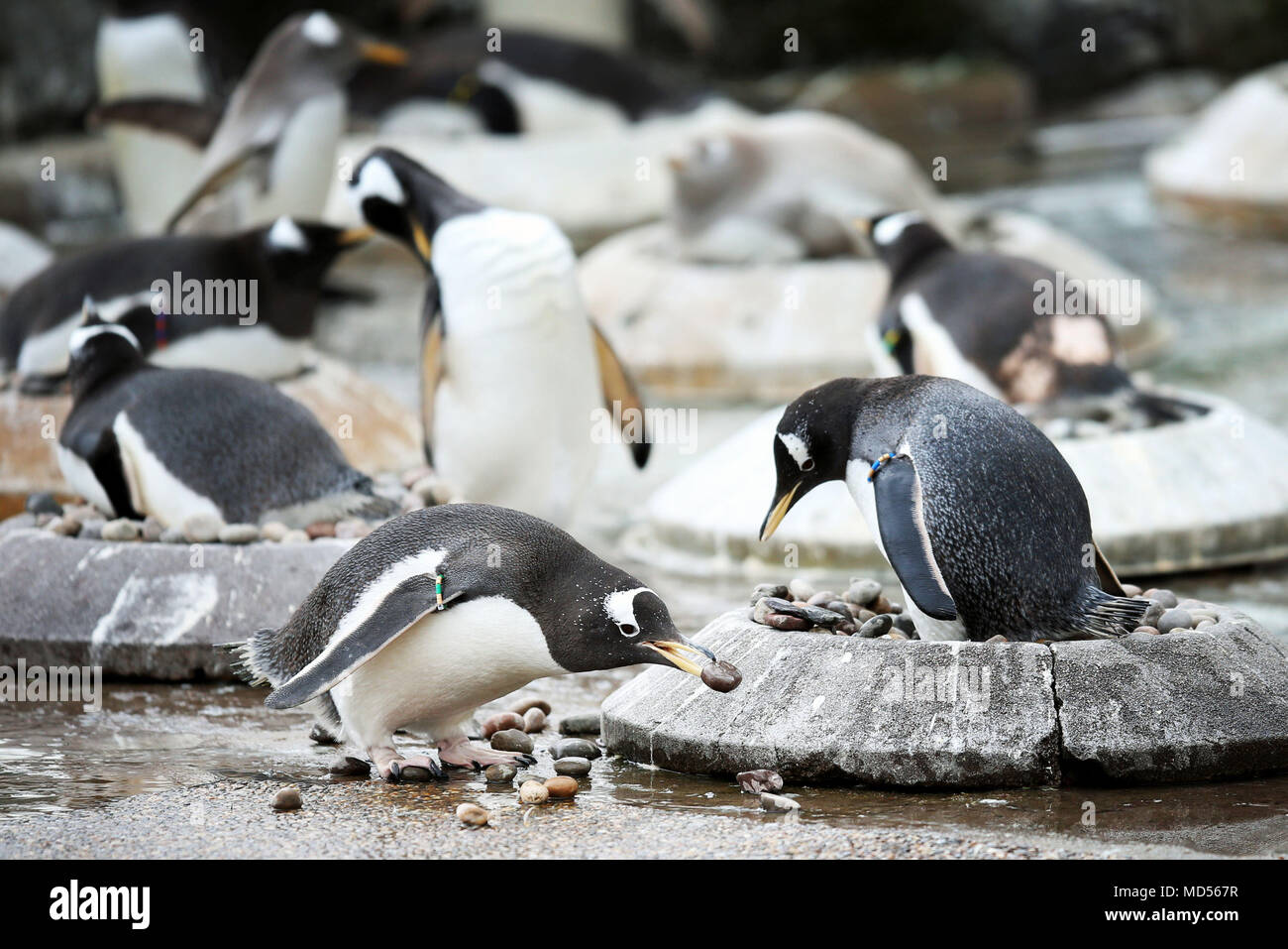 Gentoo's Edinburgh Zoo Pinguine beginnen ihre Balz wird angezeigt, und die Frauen sitzen auf Verschachtelung Ringe, die Männchen durch Kiesel auf der Suche nach den angenehmsten zu Ihrem gewählten Mate präsentieren zu sichten. Stockfoto