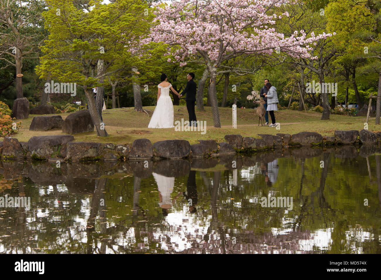 Fotos Hochzeit im Park, Nara, Japan. Stockfoto