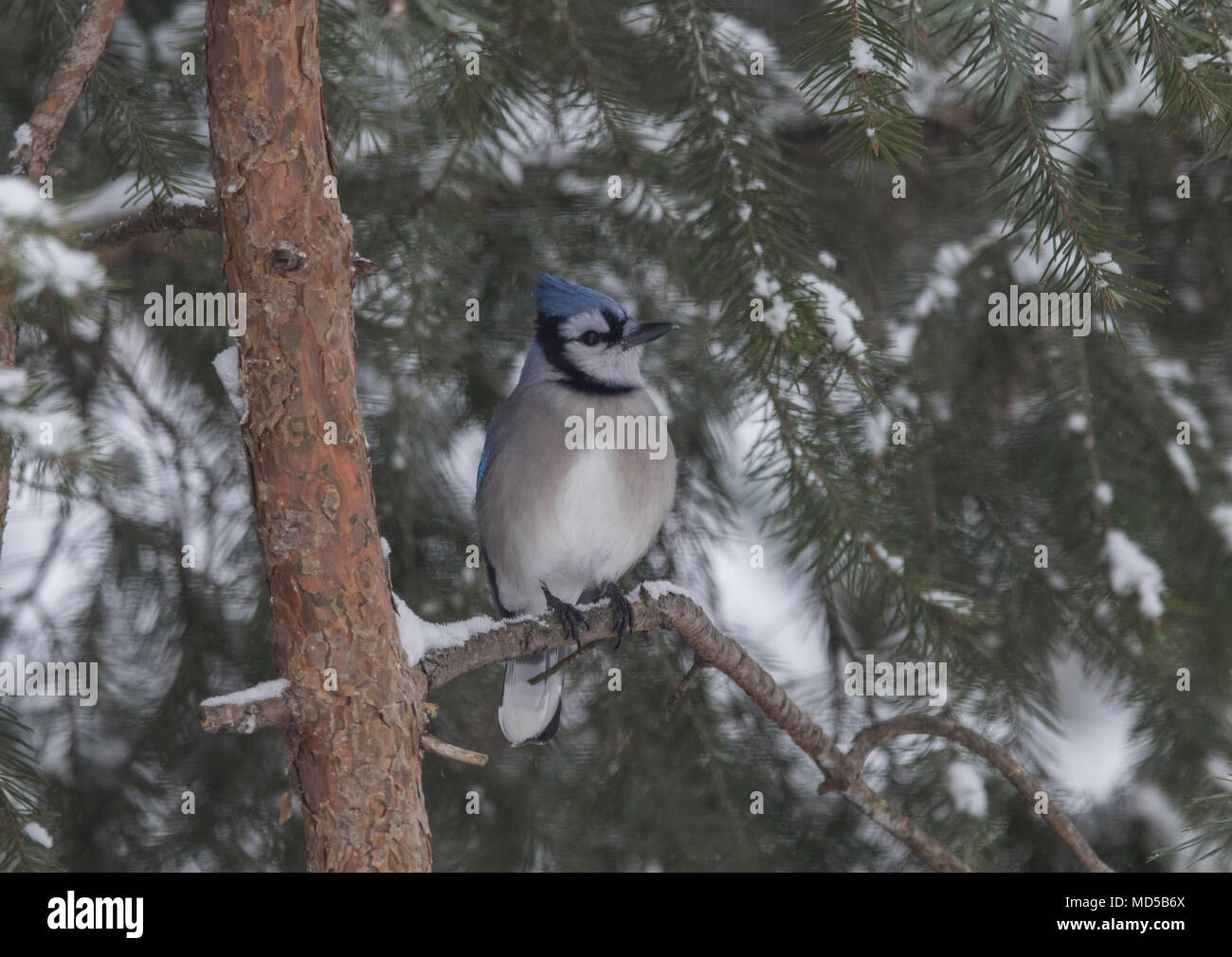 Blue Jay (cyanocitta cristata) bei Evergreen gehockt Stockfoto