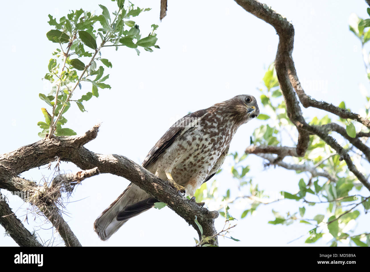 Red geschulterten Falken (Buteo lineatus) auf einem Live Oak Zweig auf der Suche nach Beute. Stockfoto