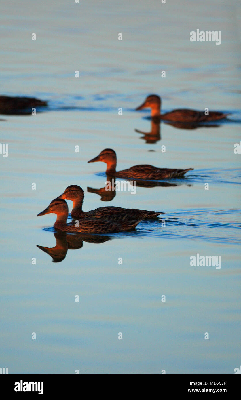 Gruppe der Stockente Vögel auf Teich Oberfläche im Sonnenuntergang Beleuchtung Feuchtgebiete im frühen Frühjahr Stockfoto