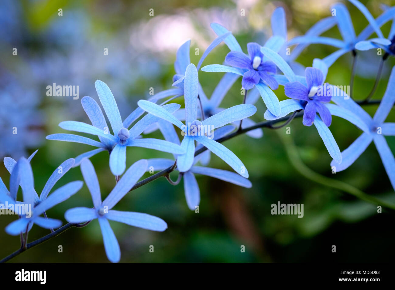 Nahaufnahmen von einem Spray von blauen Blüten mit langen, schmalen Blütenblätter gegen einen unscharfen sub-tropischen Garten Hintergrund Stockfoto