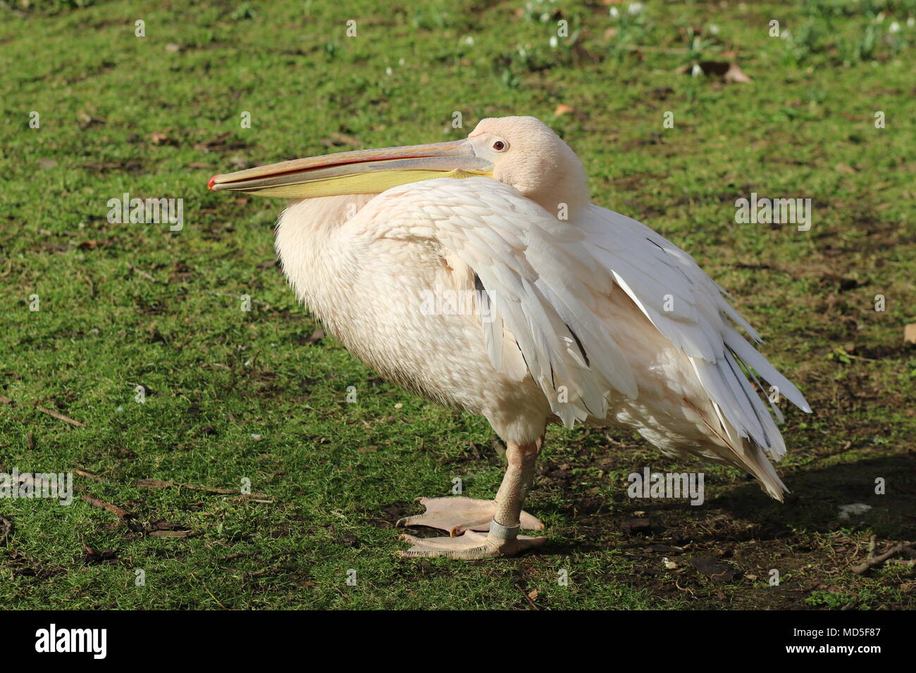 Pelikan in St James' Park London Stockfoto