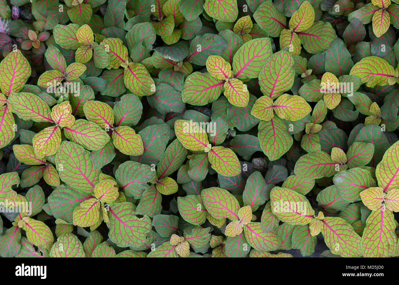 Der Fittonia albivenis keleton'. Nerv Anlage oder Mosaik Blätter Stockfoto