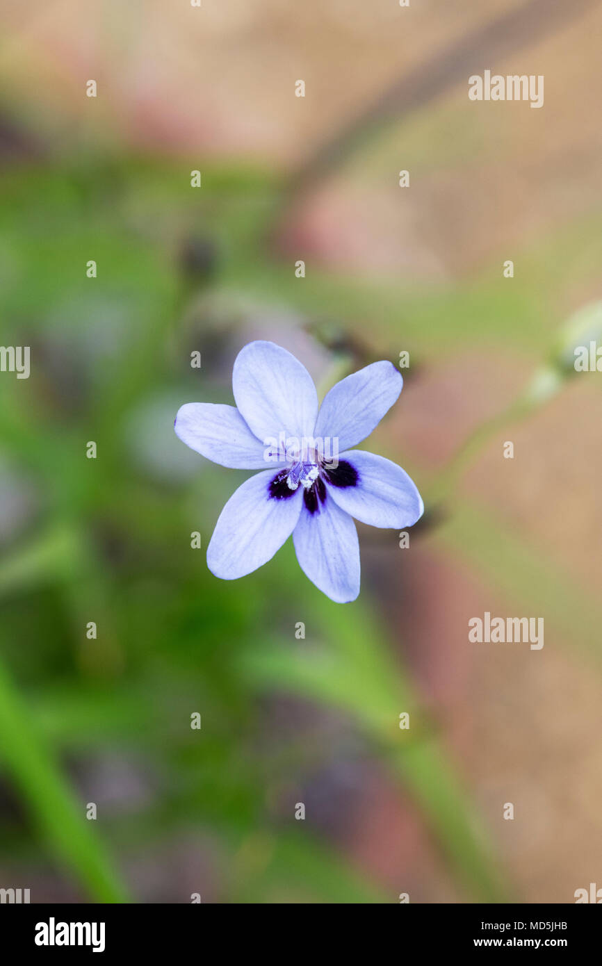 Freesie Laxa Subspezies. Azurea Blumen Stockfoto