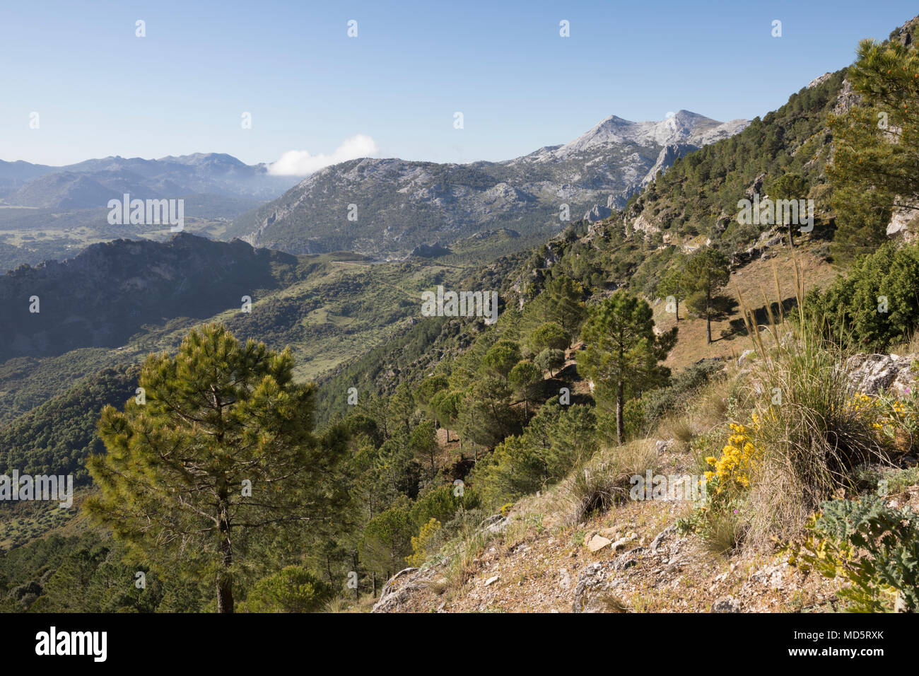 Die Gipfel von El Simancon und El Reloj mit der Sierra del Pinar Berge von Mirador del Puerto de las Palomas, Sierra de Grazalema Naturpark Stockfoto