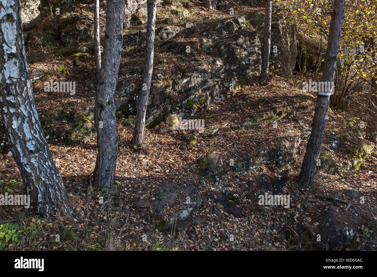 Herbstliche Natur mit Laubwald, trocken, Gras und rosk Feld in Balkan Mountain in der Nähe von Dorf Lokorsko, Bulgarien Stockfoto