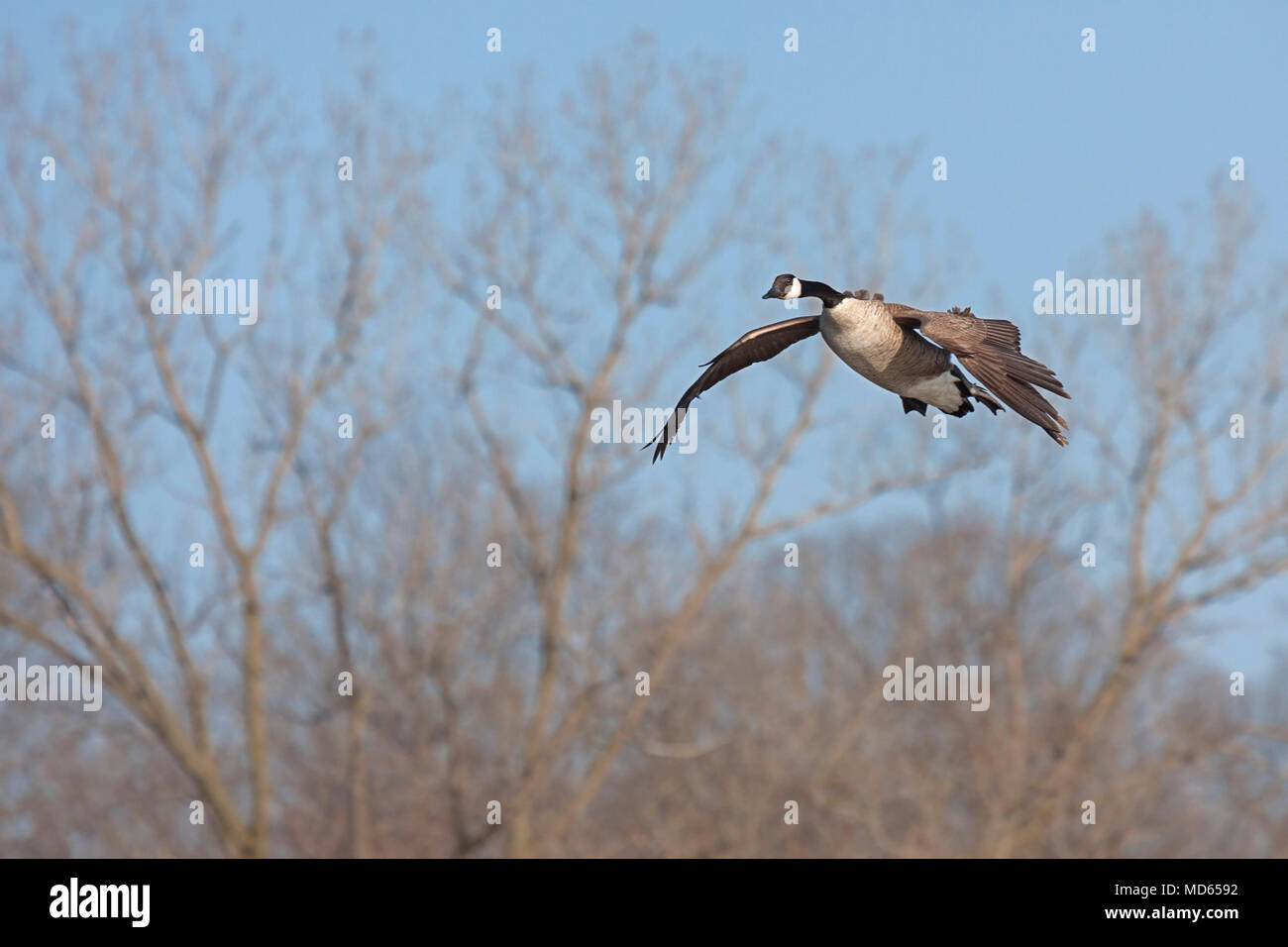 Mit seinem Flügel öffnen und Hals gestreckt nach außen, eine Kanada Gans gleitet über den Himmel. Karge Frühjahr Bäumen und einem blauen Himmel machen einen friedlich f Stockfoto