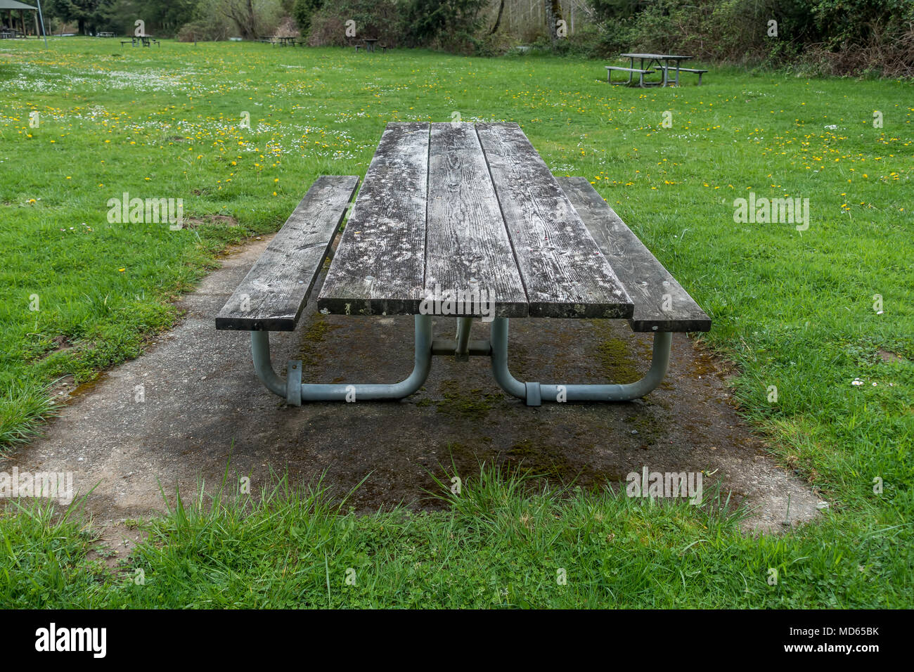 Grünes Gras und Wildblumen umgeben einen Verwitterten ein Picknick Tisch iat Flaming Geysir Stae Parki im Staat Washington. Stockfoto