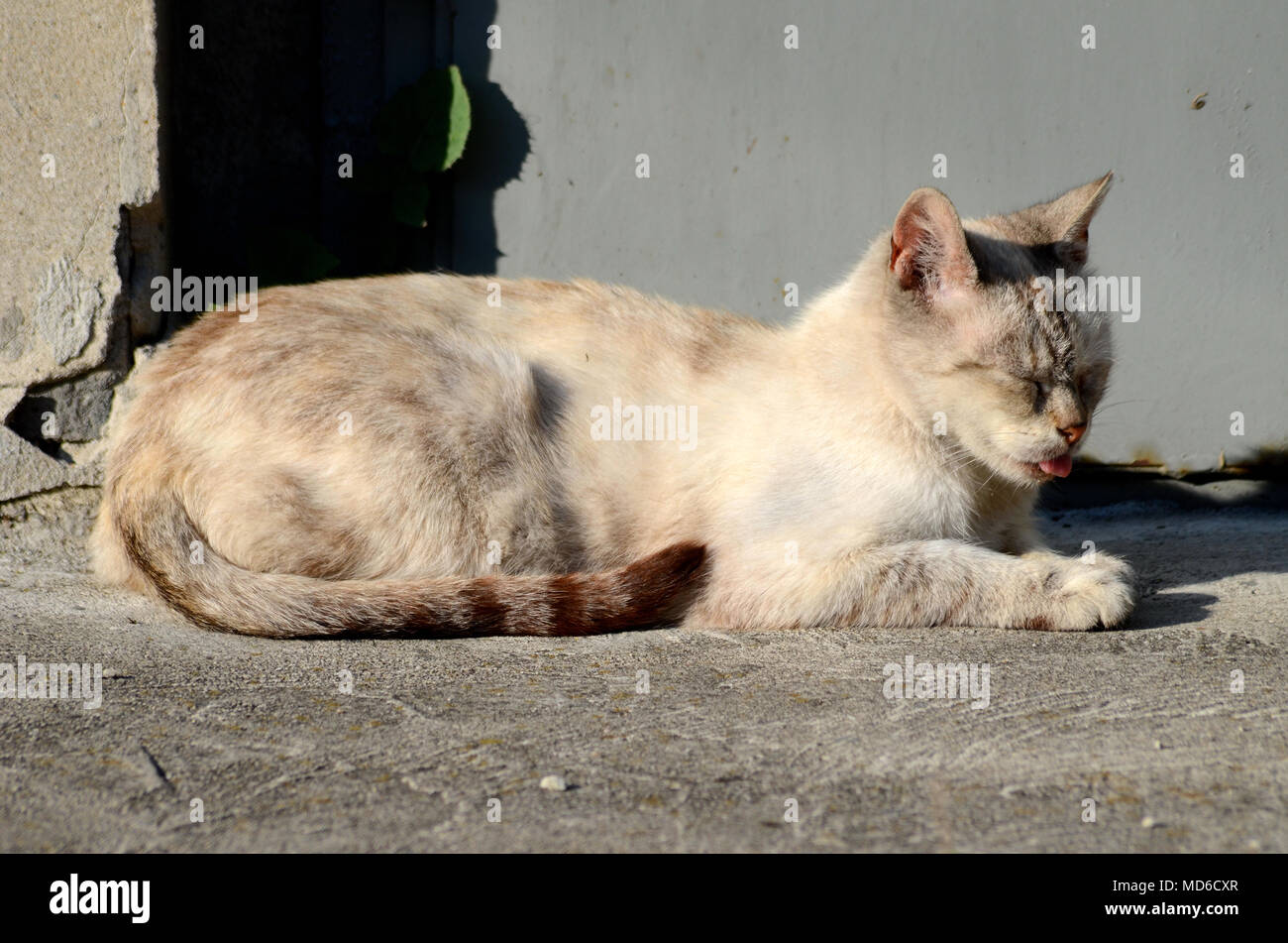 Heimatlose Katze das Leben in der Stadt Stockfoto