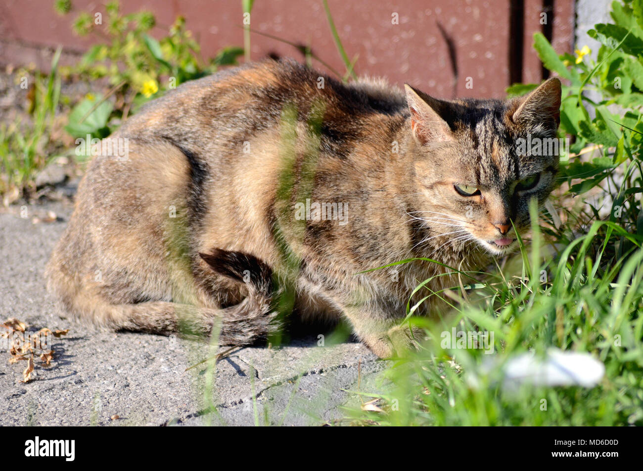 Heimatlose Katze das Leben in der Stadt Stockfoto