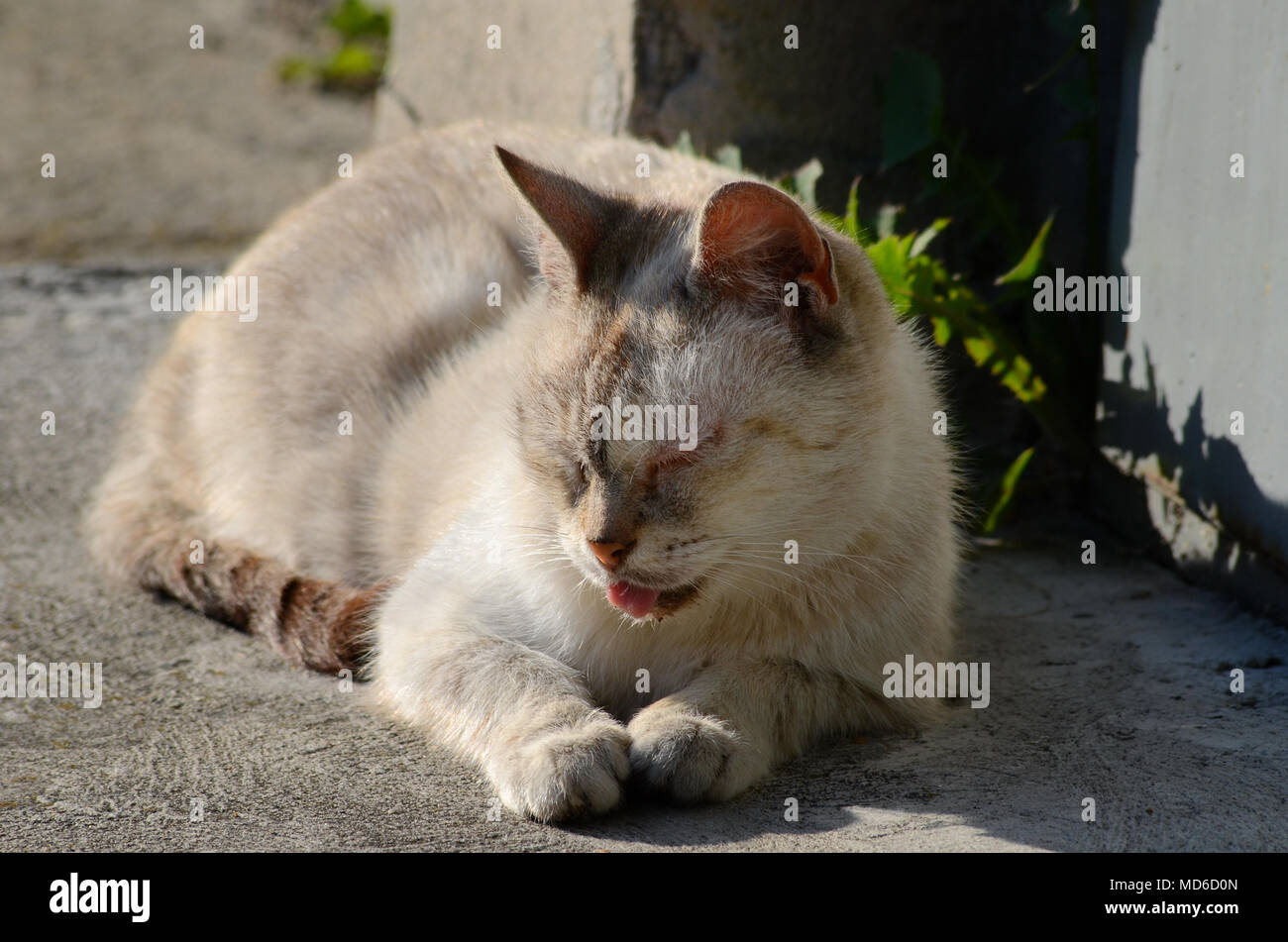 Heimatlose Katze das Leben in der Stadt Stockfoto