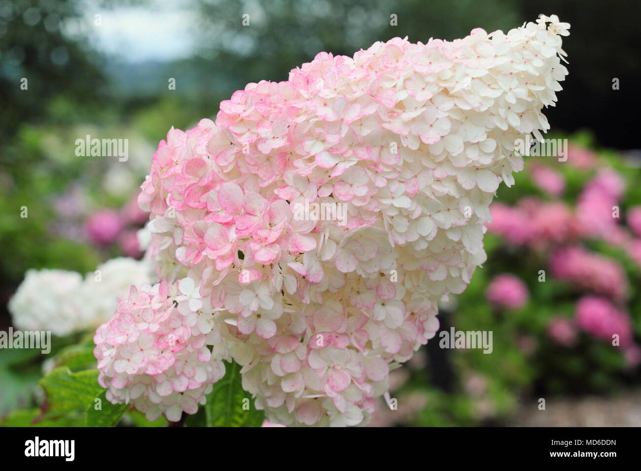 Rispen-Hortensie 'Vanille Fraise' 40-60cm - Winterharte Gartenpflanze Mit Farbwechsel