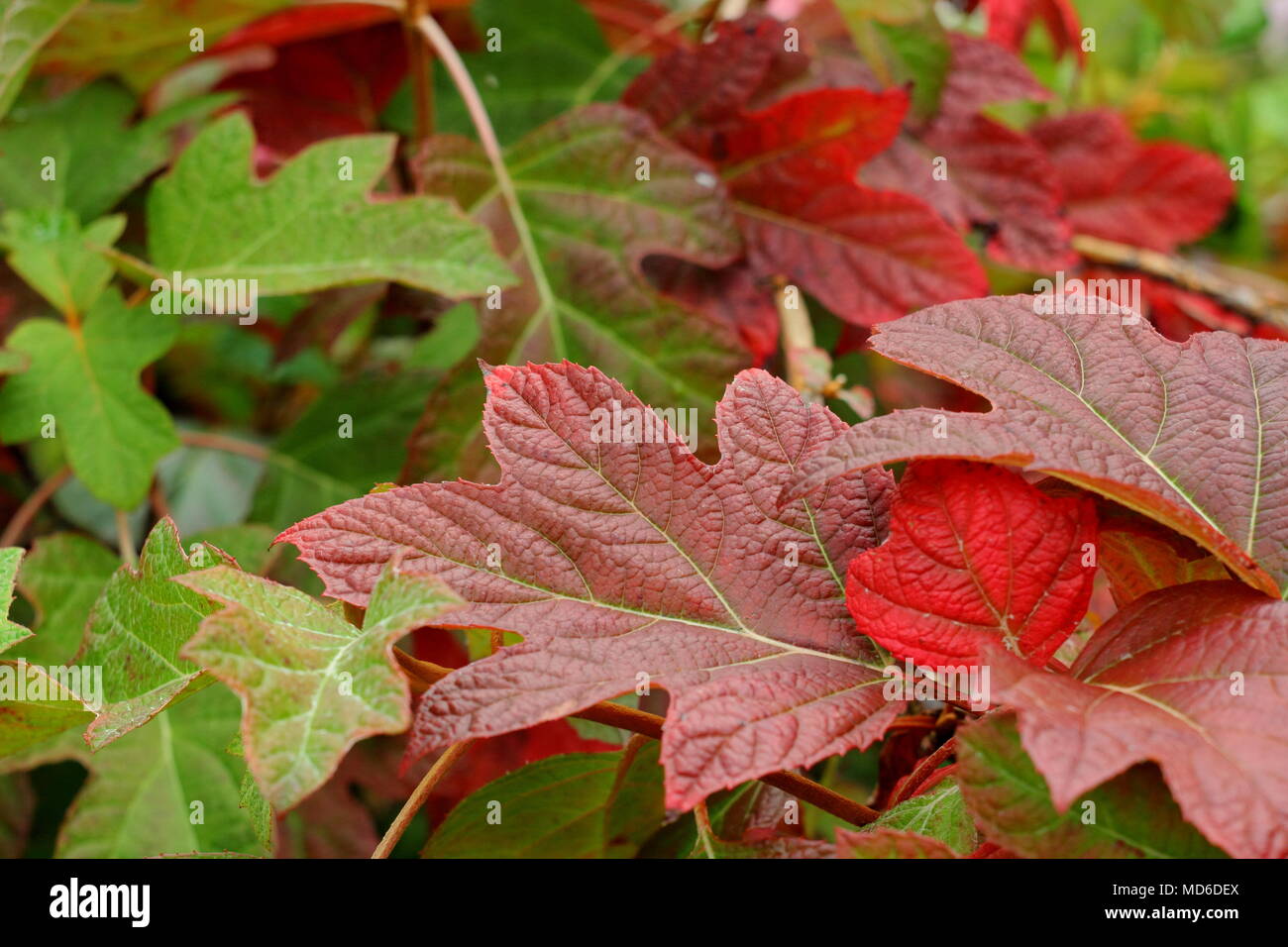 Die Hortensie quercifola jetzt Queen' Blätter angezeigt, in herbstlichen Farben in einem Englischen Garten Grenze, Großbritannien Stockfoto