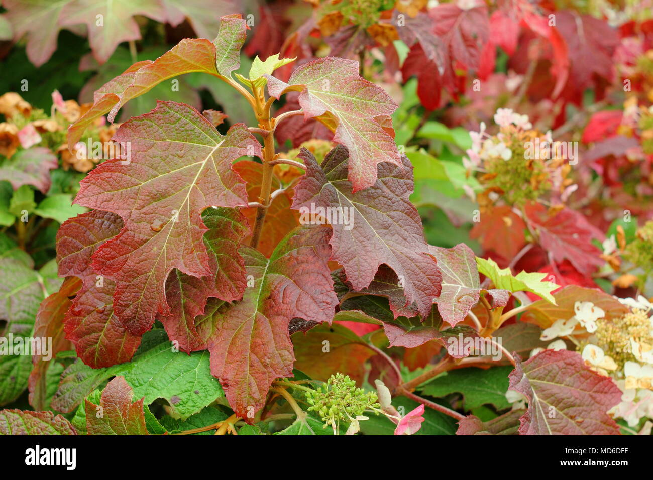 Hydrangea quercifolia Burgundy" Laub, Herbst Tönungen in einem Englischen Garten im Spätsommer, Großbritannien Stockfoto