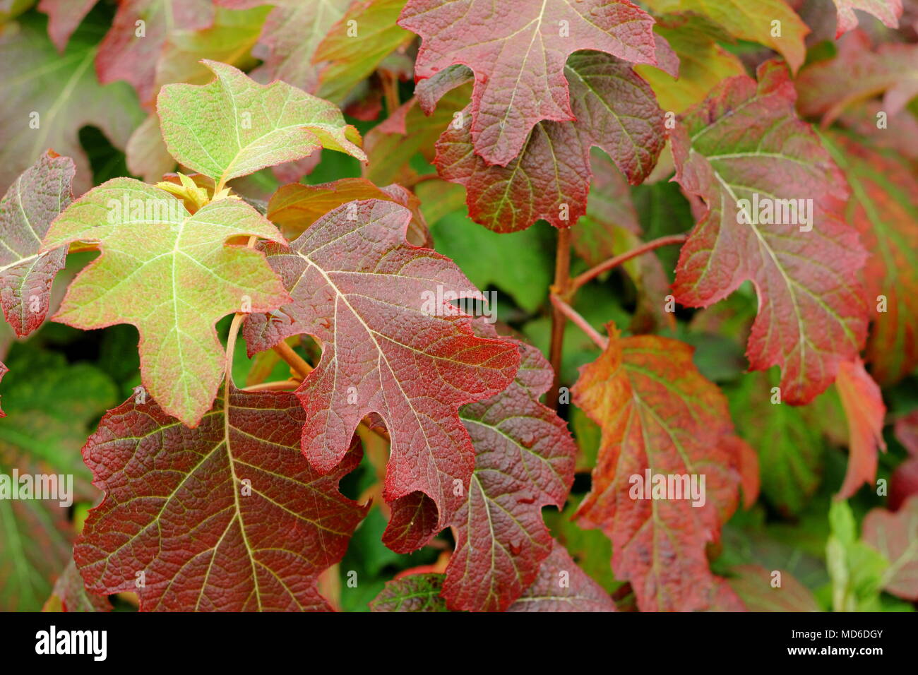 Hydrangea quercifolia 'Applaus' Laub, Herbst Tönungen in einem Englischen Garten, Großbritannien Stockfoto