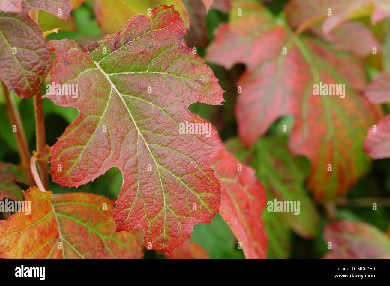 Hydrangea quercifolia 'Applaus' Laub, Herbst Tönungen in einem Englischen Garten, Großbritannien Stockfoto