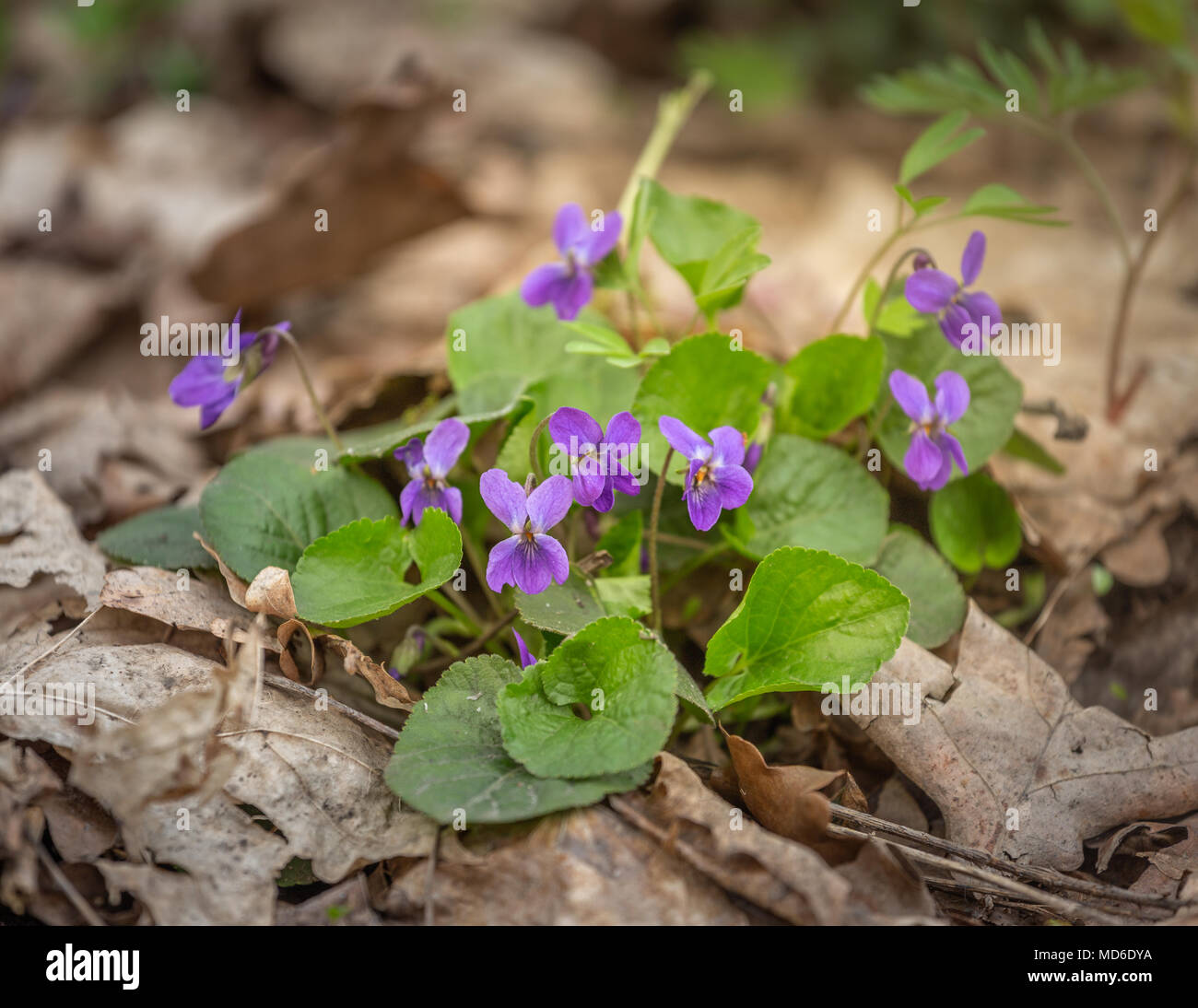 Frühling Blumen im Wald, Frühling. Stauden mehrjährige Pflanze - Viola odorata Holz violett, süße Violett, englisch Violett, Garten Viole Stockfoto