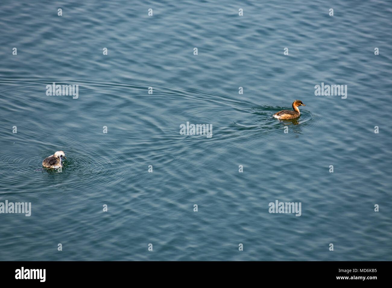 Ein paar kleine Ente Schwimmen und Spielen in einem Wasserbehälter. Stockfoto