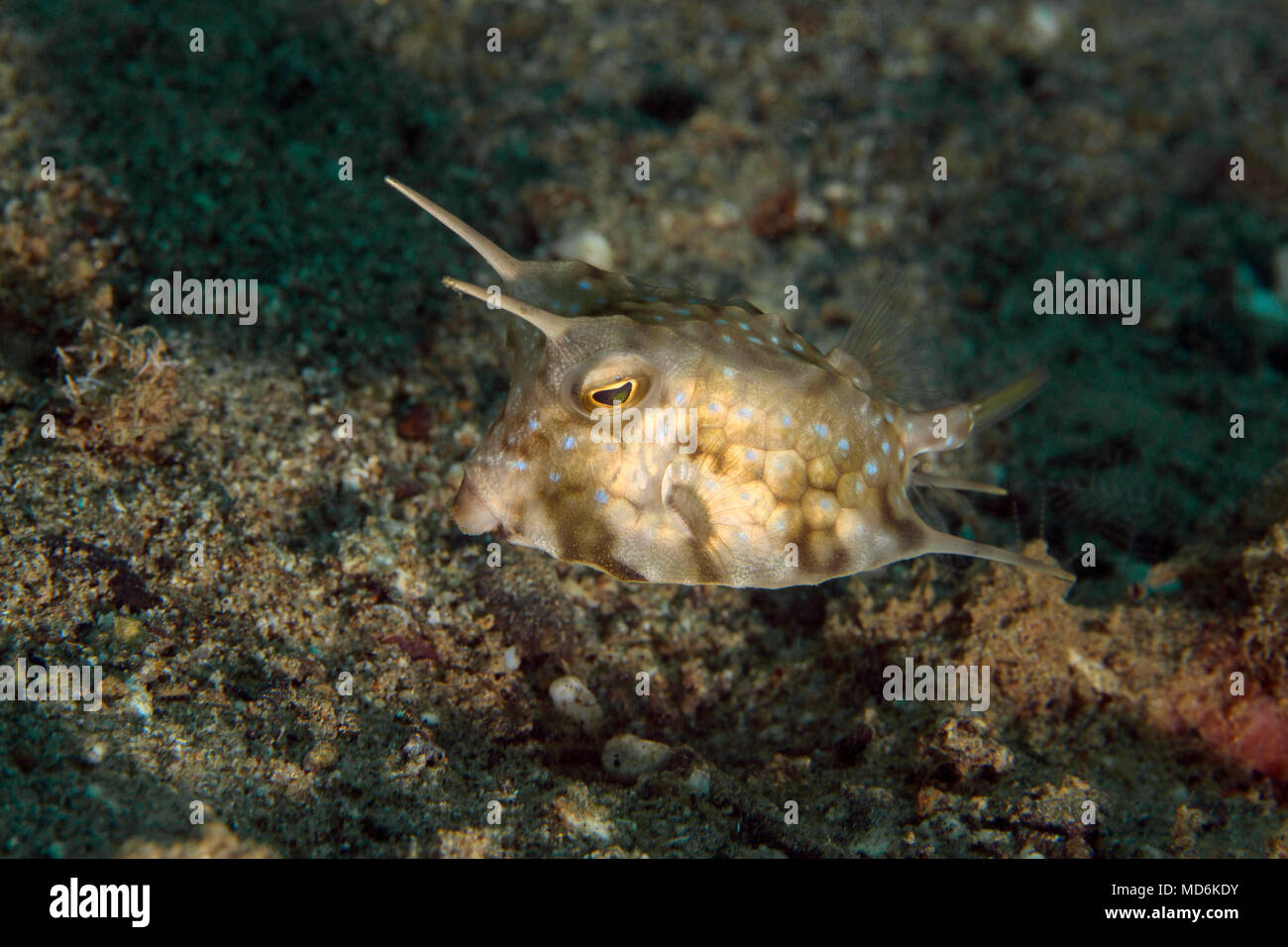 Gehörnte Kofferfisch in er Banda See, Ambon, West Papua, Indonesien Stockfoto