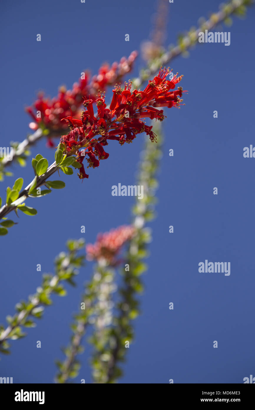 Ocotillo blüht auf Hoch peitschen Blume hell blau Arizona sky, Teil der indigineous Desert in Bloom Attraktion, Fotograf zeichnet Stockfoto